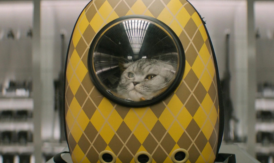 Pet Carrier Backpack with Transparent Window of Bryce Dallas Howard as Elly Conway / Rachel Kylle