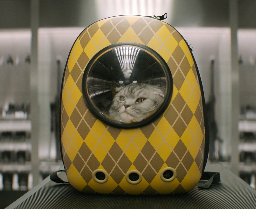 pet carrier backpack with transparent window - Bryce Dallas Howard (Elly Conway / Rachel Kylle) - Argylle (2024) Movie